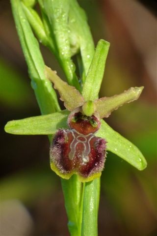 Ophrys massiliensis-2017